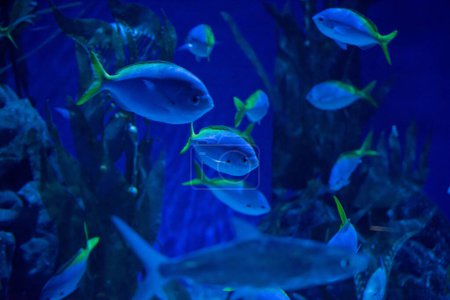 Téléchargez les photos : Poisson tropical bleu à l'intérieur de l'Aquarium - en image libre de droit