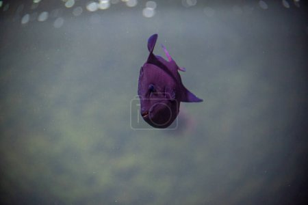 Téléchargez les photos : Poissons violets à l'intérieur de l'Aquarium nage tranquillement - en image libre de droit