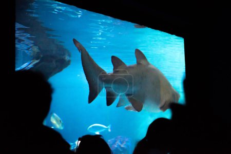 Téléchargez les photos : Grand requin dans l'aquarium devant les visiteurs se laisse photographier - en image libre de droit