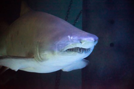 Téléchargez les photos : Grand requin dans l'aquarium devant les visiteurs se laisse être - en image libre de droit