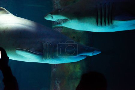 Foto de Gran tiburón en el acuario delante de los visitantes se deja fotografiar - Imagen libre de derechos