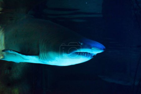 Photo for Great shark in the aquarium in front of visitors lets himself be photographed - Royalty Free Image