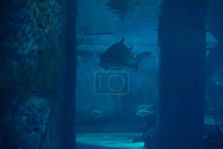 Photo for Great shark in the aquarium in front of visitors lets himself be photographed - Royalty Free Image