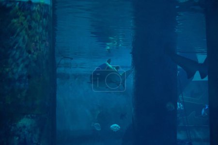 Téléchargez les photos : Grand requin dans l'aquarium devant les visiteurs se laisse photographier - en image libre de droit