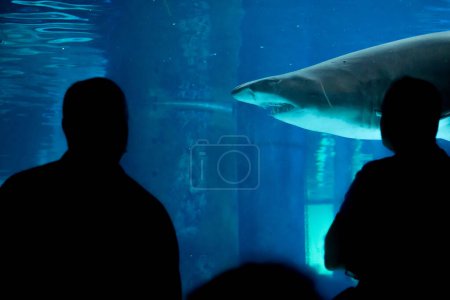 Foto de Una familia en Acuario mira temerosamente al gran tiburón - Imagen libre de derechos