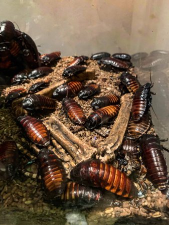 Photo for Pile of hungry cockroaches - Royalty Free Image