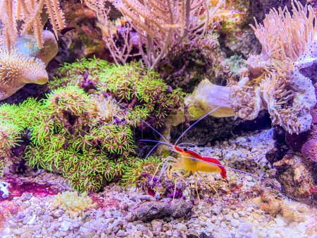 Photo for Red and yellow shrimp feed among the reefs - Royalty Free Image