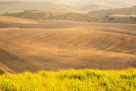 Photo for Wheat fields cultivated in spring - Royalty Free Image