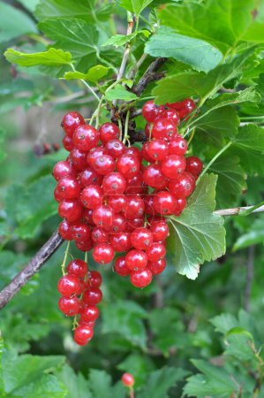 Foto de En el arbusto de la rama bayas son la grosella roja madura (Ribes rubrum) - Imagen libre de derechos