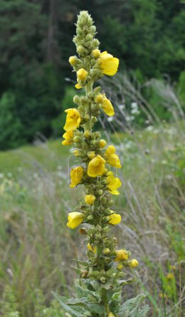 Photo for In the summer, mullein (Verbascum) blooms in the wild - Royalty Free Image
