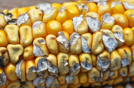 Das Korn der Maiskolben schmerzt, was durch die ungleichmäßige Wasserversorgung der Pflanze während der Reifung des Getreides verursacht wird..