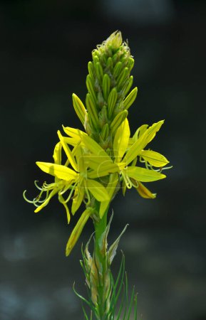 Asphodeline lutea florece en el jardín botánico en verano