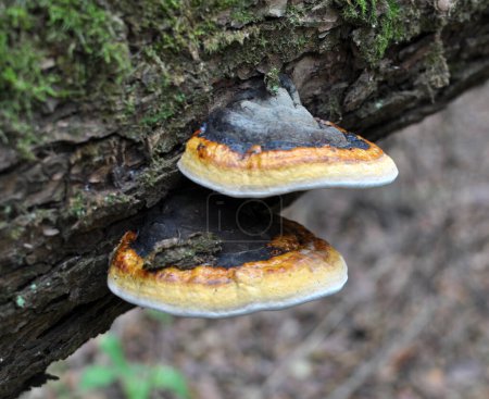 Photo for The edible tinder mushroom (Fomitopsis pinicola) grows in the wild - Royalty Free Image
