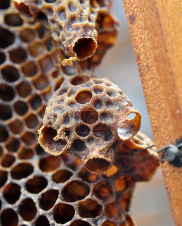 Foto de An open queen chamber from which a newborn queen bee emerged - Imagen libre de derechos