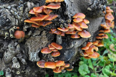 Photo for Flammulina velutipes winter mushrooms growing in the wild on an old tree trunk - Royalty Free Image