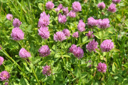 Photo for Meadow clover (Trifolium pratense) grows in the meadow among wild grasses - Royalty Free Image
