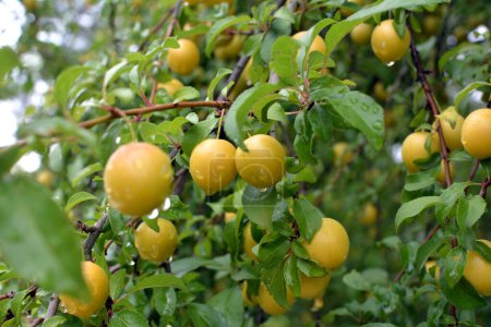 Téléchargez les photos : Sur les branches de l'arbre mûrissent des fruits de prune cerise (Prunus cerasifera)). - en image libre de droit