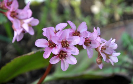 Foto de En la primavera en el macizo de flores florecen Bergenia (Badan - Imagen libre de derechos