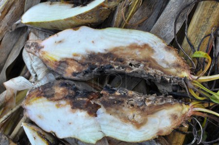 Téléchargez les photos : Ripe fodder beetroot affected by root rot - en image libre de droit
