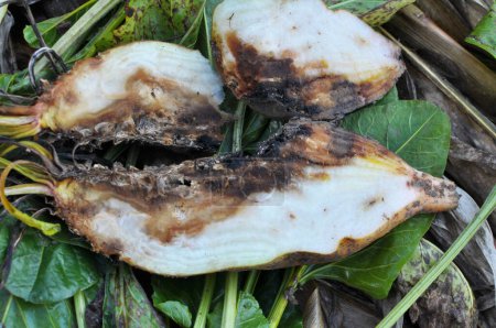Téléchargez les photos : Ripe fodder beetroot affected by root rot - en image libre de droit