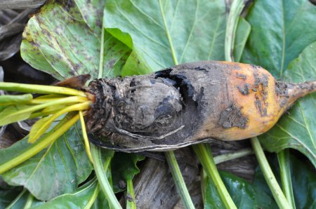 Ripe fodder beetroot affected by root rot