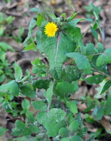 Yellow garden thistle (Sonchus oleraceus) grows in the wild