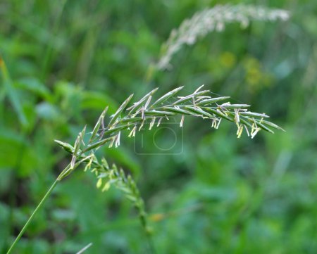 Téléchargez les photos : Dans la prairie, dans la nature pousse l'herbe et les mauvaises herbes Elymus repens - en image libre de droit