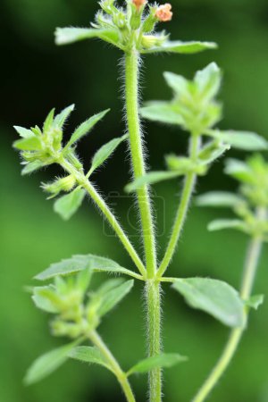 Téléchargez les photos : Clinopodium acinos grows in the wild in summe - en image libre de droit