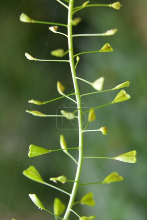 Téléchargez les photos : Dans la nature, le champ pousse Capsella bursa-pastoris - en image libre de droit