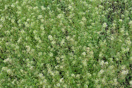 Téléchargez les photos : Dans la nature, le champ pousse Capsella bursa-pastoris - en image libre de droit
