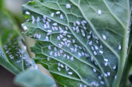 Photo for Very harmful butterfly whitefly  (Aleyrodes proletella) on the plant - Royalty Free Image