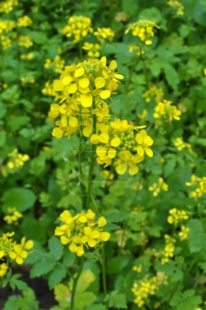 Mustard (Sinapis) is a valuable agricultural crop growing on a farm fiel