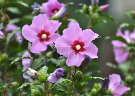 En verano, el arbusto de hibisco florece en la naturaleza