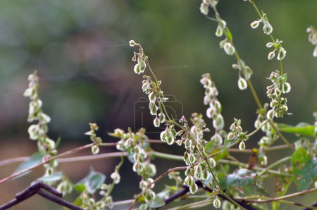 Foto de Arbusto silvestre de trigo sarraceno (Fallopia dumetorum), que se retuerce como una mala hierba que crece en la naturaleza - Imagen libre de derechos