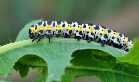 Photo for In the wild on the plant caterpillars butterfly Cucullia (Cucullia) pustulata - Royalty Free Image