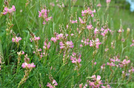 In the meadow among wild grasses blooms sainfoin (onobrychis).