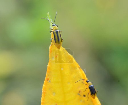 Téléchargez les photos : On the plant is a harmful insect - Western corn beetle (Diabrotica virgifera virgifera) - en image libre de droit