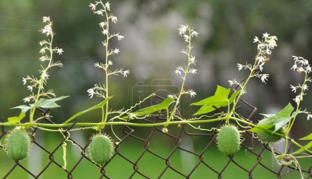 Foto de En el verano, echinocystis lobata crece en la naturaleza - Imagen libre de derechos