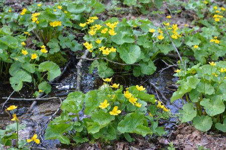 Téléchargez les photos : Au printemps, la caltha palustris pousse dans la forêt d'aulnes humides - en image libre de droit