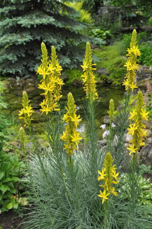 Téléchargez les photos : Asphodeline lutea fleurit dans le jardin botanique en été - en image libre de droit
