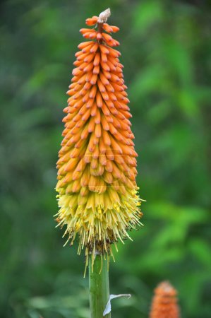 Photo for In summer, kniphofia uvaria blooms on a flowerbed in the garden - Royalty Free Image