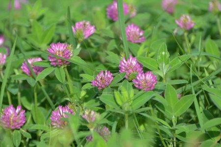 In the meadow, among the wild grasses blooms clover middle  (Trifolium medium) 
