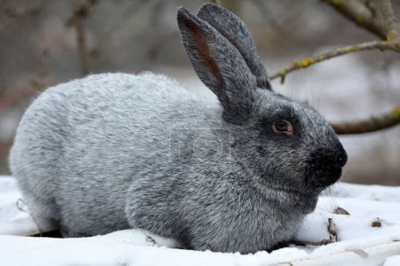 Foto de Rabbits of the Poltava silver breed, bred in Ukraine - Imagen libre de derechos