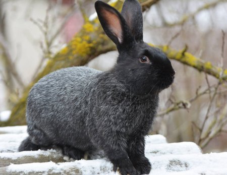 Foto de Rabbits of the Poltava silver breed, bred in Ukraine - Imagen libre de derechos
