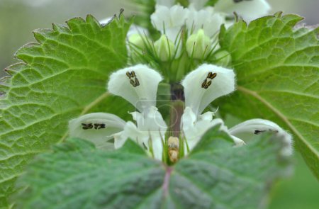 Téléchargez les photos : Bloom in nature the white ortles are deaf (album Lamium)) - en image libre de droit