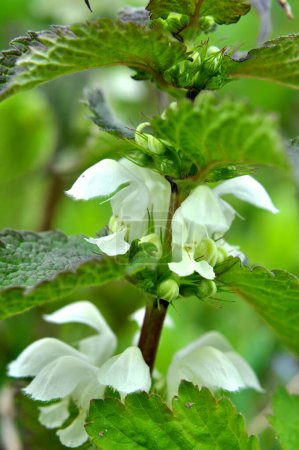 Téléchargez les photos : Bloom in nature the white ortles are deaf (album Lamium)) - en image libre de droit