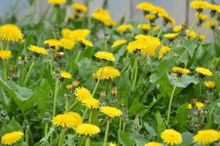 Photo for Dandelion (Taraxacum officinale) grows in the wild in spring - Royalty Free Image