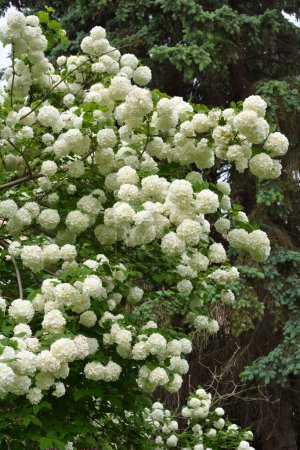 Photo for The flowers of the ornamental bush viburnum opulus bloom white in natur - Royalty Free Image