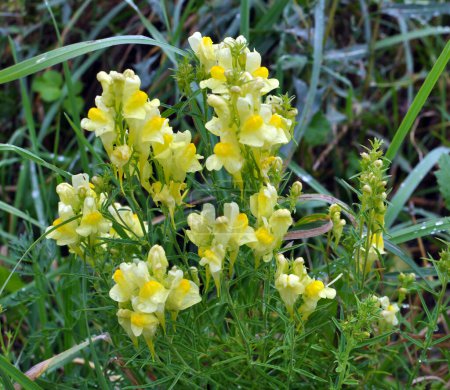 Photo for Linaria vulgaris blooms in the wild among grasses - Royalty Free Image