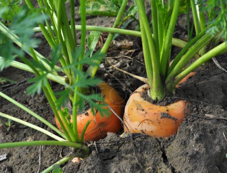 Carrots growing in the garden in open organic soil